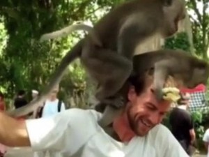 Clip: &quot;Đỏ mặt&quot; với cảnh khỉ giao phối trên đầu du khách ở đảo Bali