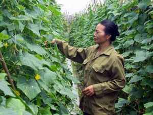 Yên Phong nỗ lực đào tạo nghề cho lao động nông thôn
