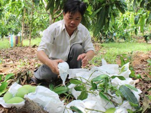 Anh nông dân Cần Giờ có biệt tài khiến xoài 30 tuổi vẫn đậu sai quả