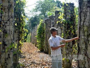 Đánh liều "nuôi con rồng xanh ra quả đỏ", nông dân Mường Động ở Hòa Bình bất ngờ giàu hẳn lên- Ảnh 7.