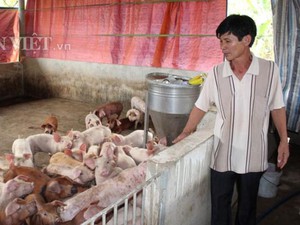 Giá lợn hôm nay 26.7: Đồng Nai còn 33.000 đ/kg, giá lợn giống tăng vùn vụt