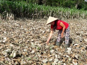 Hà Tĩnh: Huyện quên báo thuỷ điện xả lũ, 60ha chè bị mất trắng