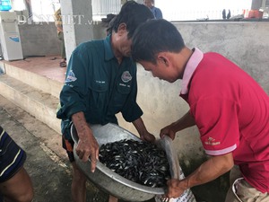 “Gia Cát Lượng” ở Bắc Giang 24 năm làm nghề ương cá giống