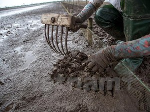 Gian nan nghề cào ngao thuê ở Đồng Châu: Kiếm tiền triệu đâu có dễ