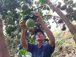 Lão nông Điện Biên 17 năm "biến" đồi hoang thành trang trại tiền tỷ