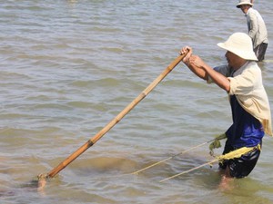 "Bí kíp" bắt don - đặc sản khoái khẩu của người Quảng Ngãi