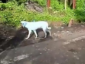 Chó chuyển màu xanh sau khi uống và tắm sông ô nhiễm Ấn Độ