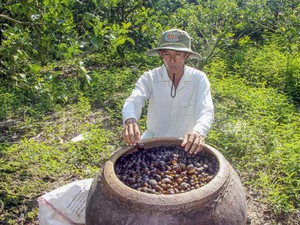 Lạ mà hay: &quot;Ủ&quot; ốc bươu vàng bón cho cam, cây tốt mà đỡ độc hại