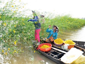 Không phải chờ tới mùa lũ, An Giang vẫn có bông điên điển quanh năm