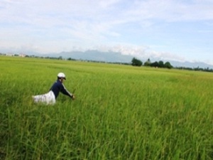 Ninh Thuận: Lúa ma xuất hiện trắng đồng, nông dân mất mùa
