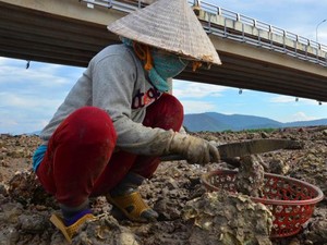 Phận tóc dài mang dao, búa đi đục đá “săn” hàu dưới cái nắng đổ lửa