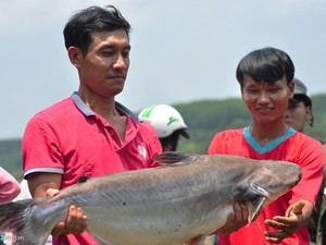 Đổ xô đi bắt cá tra, cá lăng, cá chép "khủng" ở thủy điện Trị An