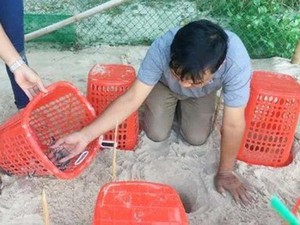 Ấp nở thành công 66 cá thể rùa biển chuyển vị về từ Côn Đảo