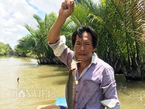Tuyệt chiêu giăng bắt loài cá có nọc độc mạnh trên sông ở Cà Mau