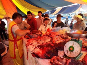 Lễ hội chọi trâu Đồ Sơn: Trong sới - trâu vẫn chọi, ngoài sới - trâu thua bị xẻ thịt bán