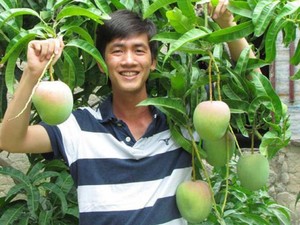 Vườn xoài Cam Lâm 60 tuổi, thân to ôm không xuể, cho trái chi chít