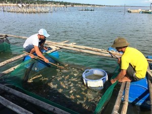 Tỷ phú này ở Huế là một ông nông dân nuôi lợn, nuôi gà, nuôi cá, trồng dừa xiêm ở vùng cát trắng - Ảnh 5.