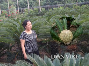 Xưa nay hiếm: Vườn có hơn 20 cây vạn tuế cùng lúc trổ hoa ở Nam Định