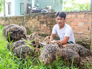 Nuôi chim to xác, hiền như thỏ, nhát như cáy, bán 5,5 triệu/cặp