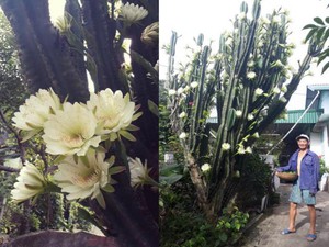 Cây xương rồng 30 năm tuổi khổng lồ, ra hoa trắng muốt ở Quảng Ninh