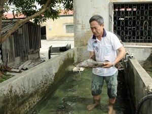 &quot;Thủy quái&quot; sông Gâm đẻ nhân tạo thành công, nông dân có cơ đổi đời