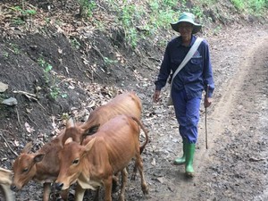 Làm giàu ở nông thôn: Nơi khỉ ho cò gáy, khá giả nhờ nuôi bò thả đồi