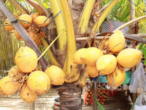 "Đột nhập" vườn trái cây trồng dừa và ổi 2 màu siêu lạ ở Sài Gòn
