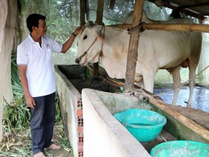 Mô hình trồng bắp-nuôi bò (2B) giúp nông dân làm giàu