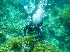 Ngắm những rạn san hô hồi sinh kỳ diệu dưới đáy biển Cù Lao Chàm
