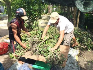 Lại ồ ạt gom hàng tấn cau non bán cho thương lái Trung Quốc