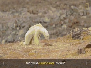 Sự thật gấu Bắc cực gầy trơ xương vì biến đổi khí hậu