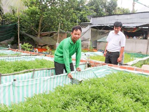 Lạ mà hay: Lãi nửa tỷ/năm nhờ cho lươn ở chung với rau cần ống