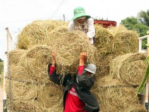 Vĩnh Long: Gặt lúa rồi vẫn kiếm 345 tỷ đồng từ thứ tưởng vứt đi