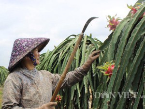 Thu phí xuất khẩu thanh long ruột đỏ nông dân sẽ có lợi hơn về giá