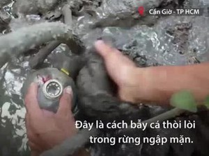 Dùng chai nhựa bẫy cá thòi lòi trong rừng ngập mặn Cần Giờ