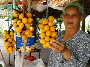 Vùng đất lạ kỳ với loài cây &quot;trông ngóng&quot;, có gió chướng mới ra bông