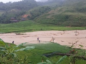 Sơn La: Mưa lũ làm cầu sập, bò trôi, dân di dời khẩn cấp