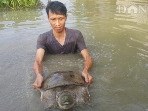 Nam Định: Nuôi ba ba khổng lồ, mỗi năm kiếm hơn nửa tỷ đồng