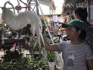 Quảng Ninh: Chợ bán gà cảnh, thiên nga đen và vô số đồ cũ rích
