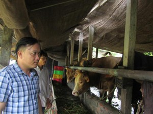 Độc đáo: Xóm triệu phú nuôi bò “Tây” to xác ở An Giang