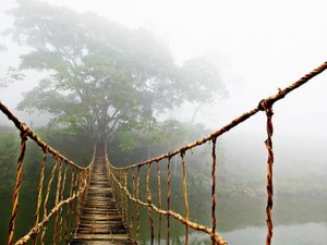 Cây cầu gỗ tại Sa Pa vô tình nổi tiếng khắp thế giới