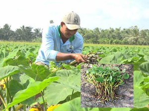 LẠ MÀ HAY: Trồng môn bán ngó non, tiền lời  gấp 30 lần cấy lúa