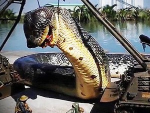 Sự thật về &quot;rắn siêu khổng lồ ăn thịt người&quot; từng gây xôn xao cõi mạng