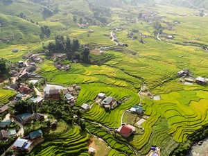 Thu về, thung lũng vàng Sa Pa đẹp như thế này đây