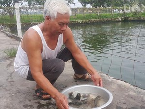 Nam Định: Thương binh cụt 1 chân sống khỏe nhờ cá rô "khổng lồ"