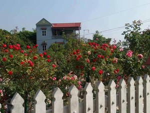 Vườn hoa hồng vạn gốc đẹp độc hiếm của “triệu phú” 8X ở Thái Nguyên