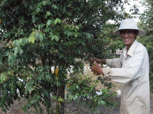 Long An: Vườn khế kiểng bán trái quanh năm, hay được lên phim