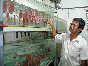Làm giàu ở nông thôn: Bỏ ba ba, nuôi cá dĩa thu 100 triệu/tháng