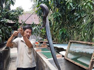 Kiên Giang: Bắt rắn hổ mang bò vào nhà và theo luôn nghề nuôi rắn độc