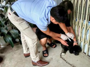 Phú Thọ: Xuất hiện hàng loạt ổ dịch chó dại, người dân lo lắng